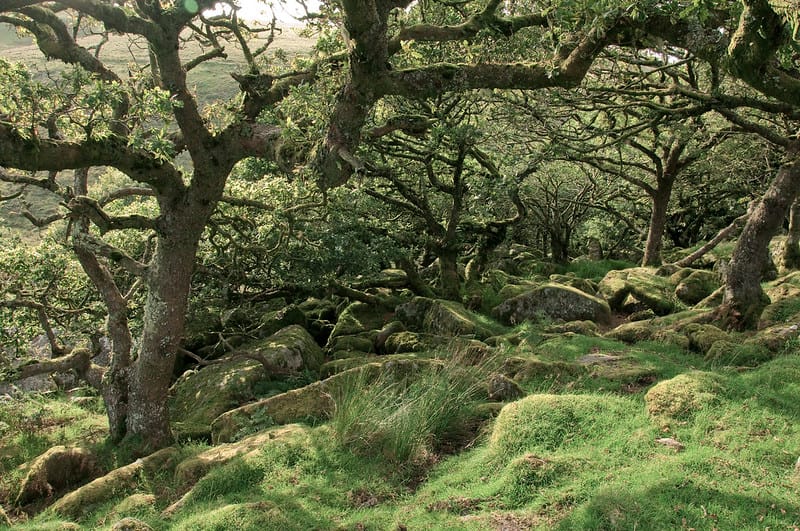 Deep Peat & Wistman's Wood