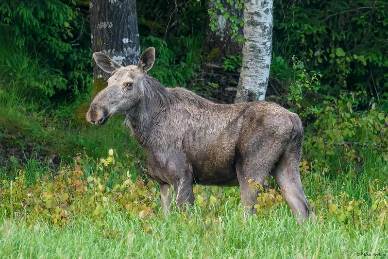 Sandeel Ban & Return of the Elk