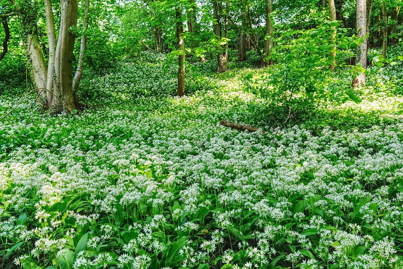 Victory for Rivers & Sustainable Foraging