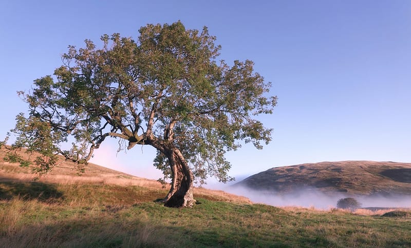 Ash Tree Hope & Pagans on Nature