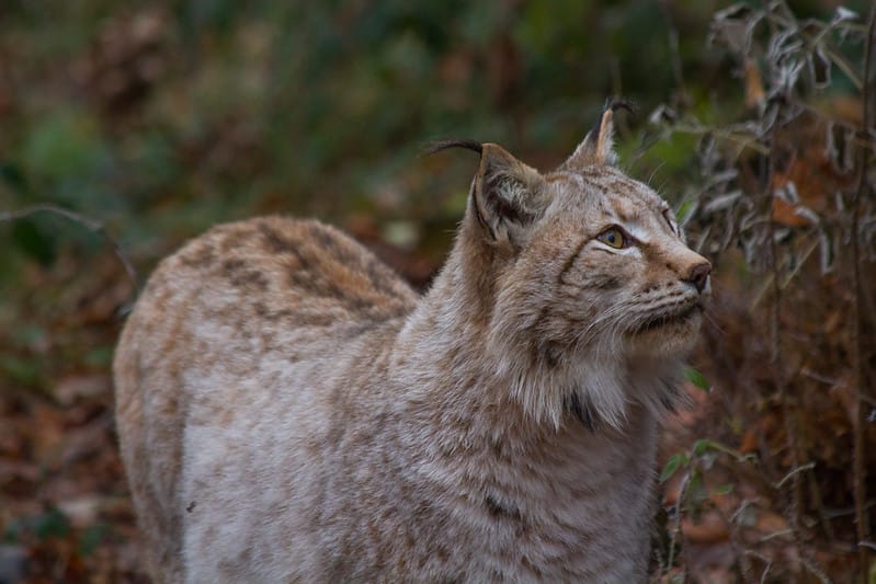 Lynx Reintroduction & Animal Sentience