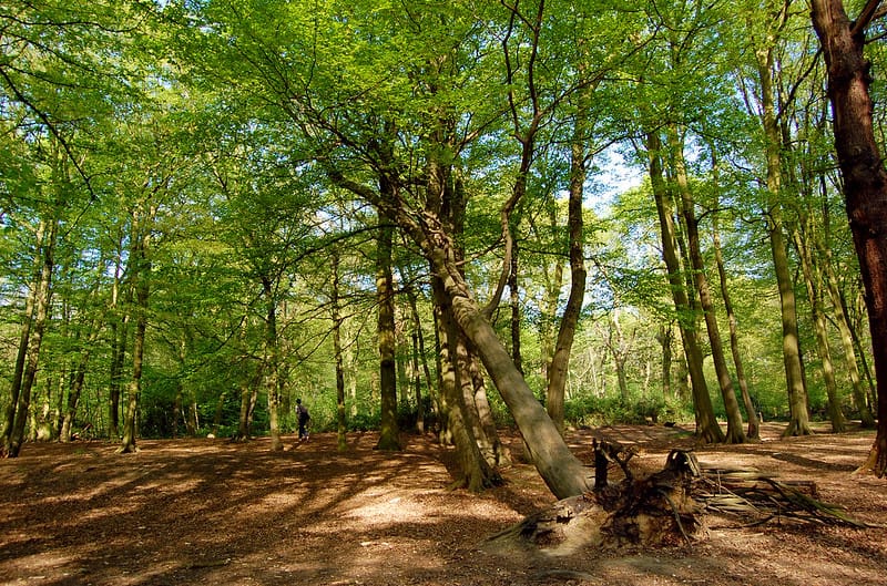 Labour's "War on Nature" & Ancient Woodland