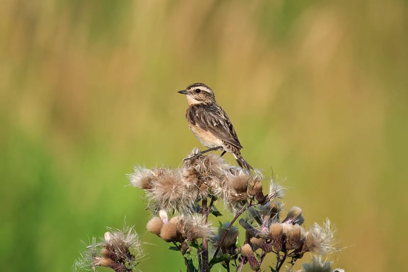 Wild Bird Decline & Vanishing Scents