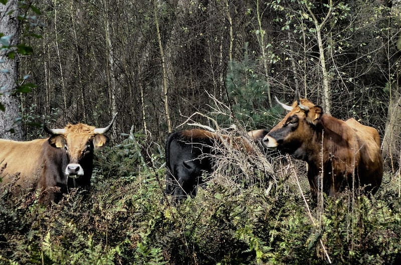 Missing Species & Tree Memory