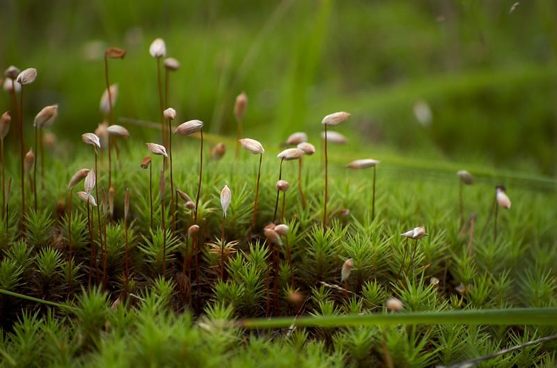 Planning Bill & Crime-Busting Bryophytes