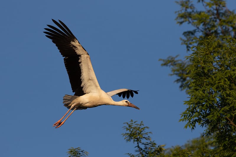 Peatland Restoration & White Storks