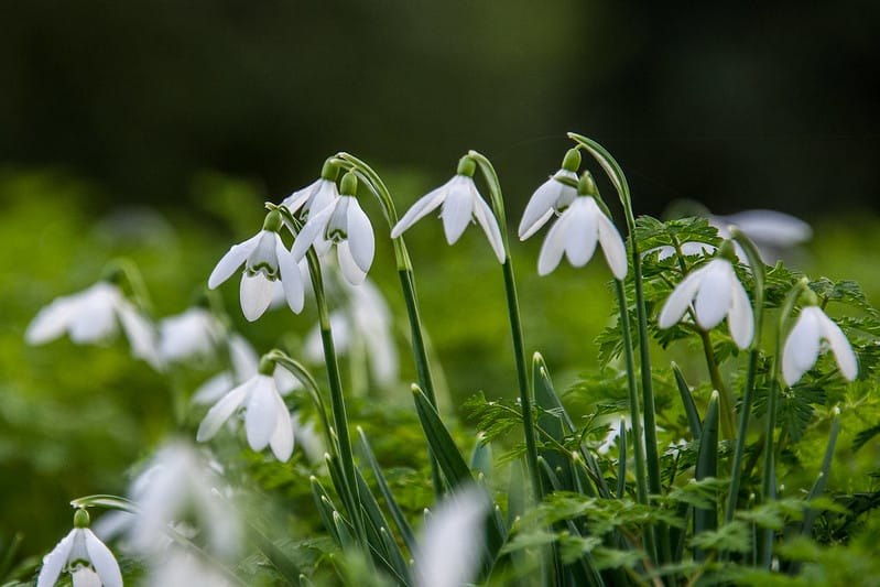 Early Blooms & Extinct Frogs