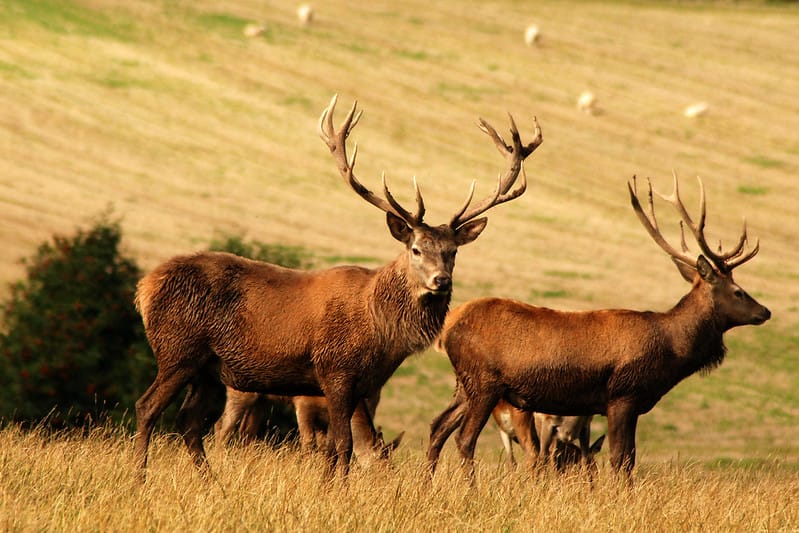 Two deer, with big antlers, in a field in Scotland, with haybales in the background.