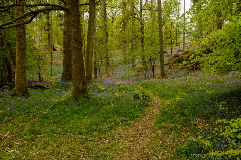 A small path running through a springtime woodland, with bluebells either side.