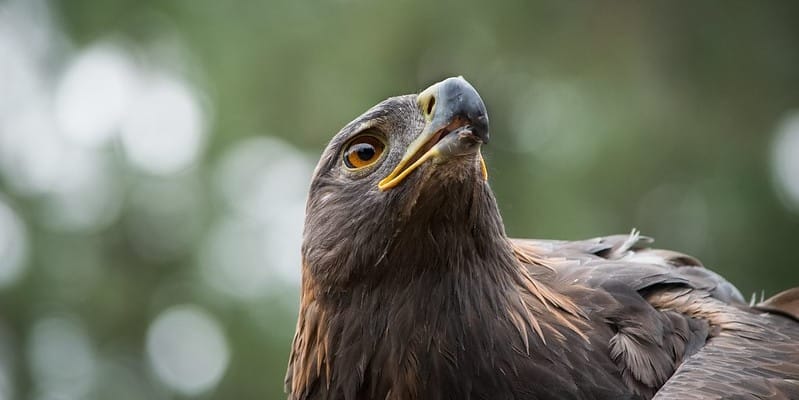 Nature Targets & Golden Eagles