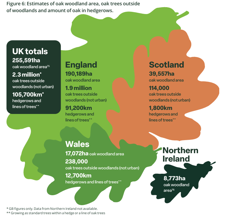 A graphic from the State of the UK's Oaks reports, showing myriad statistics about the extent of oak coverage across England, Wales, Scotland and Northern Ireland.