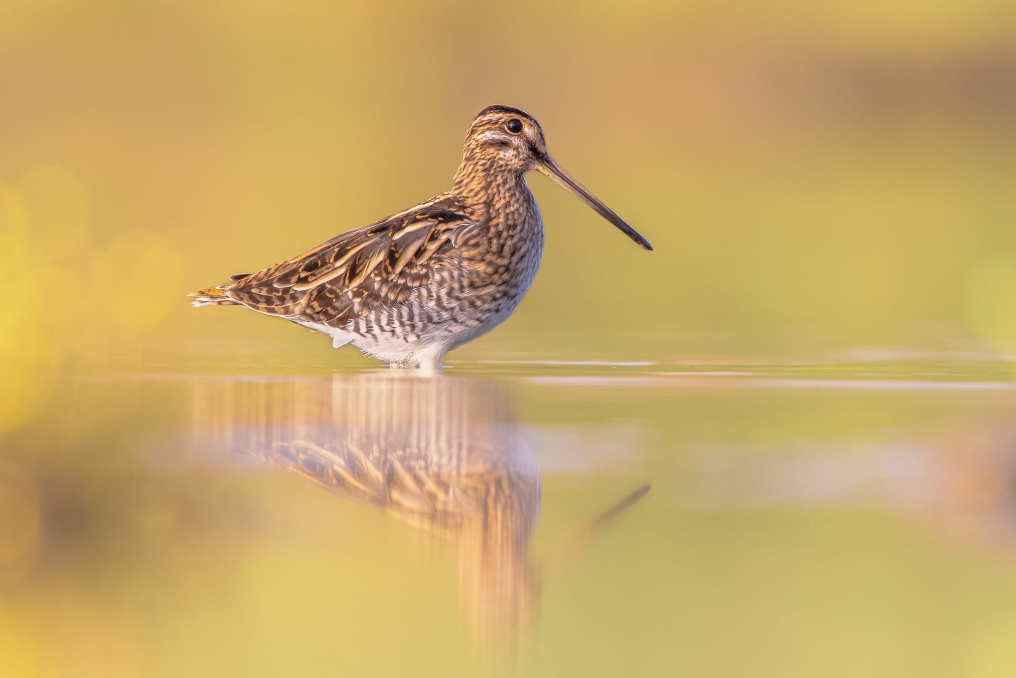 Common snipe stands in water against a hazy yellow background.