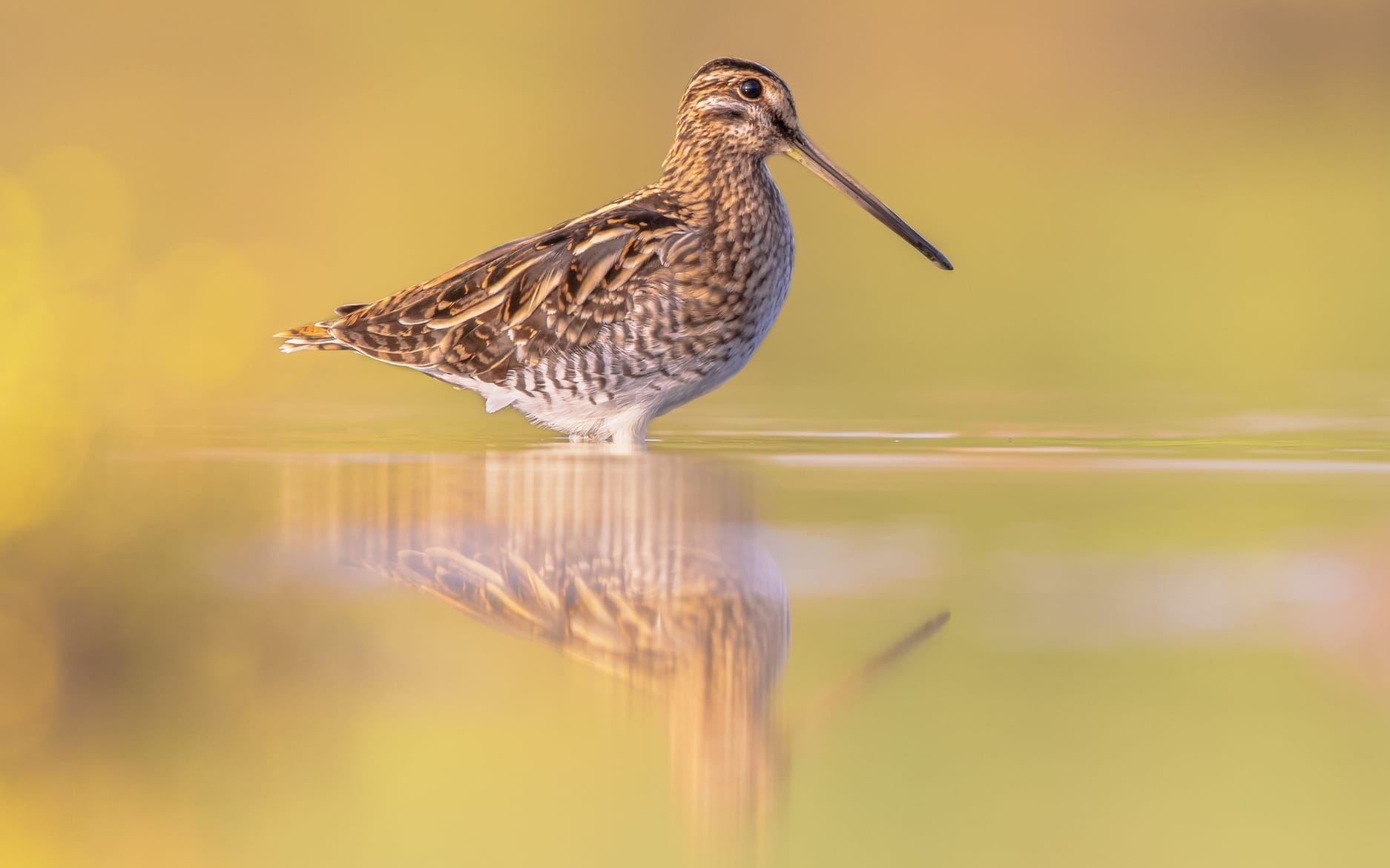 Common snipe stands in water against a hazy yellow background.