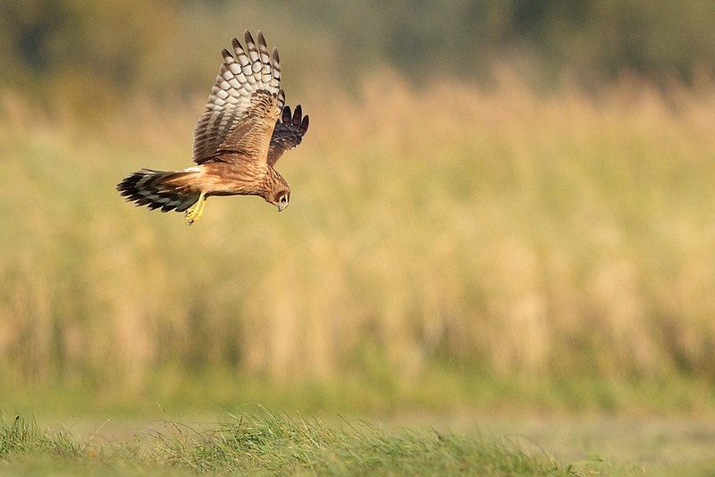 Hen Harriers & Estuary Oil Spill