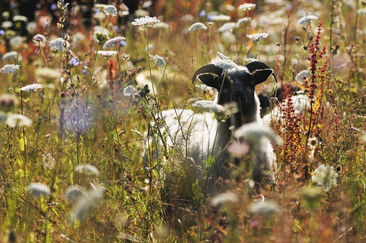 "Our western culture has made us this destructive force."