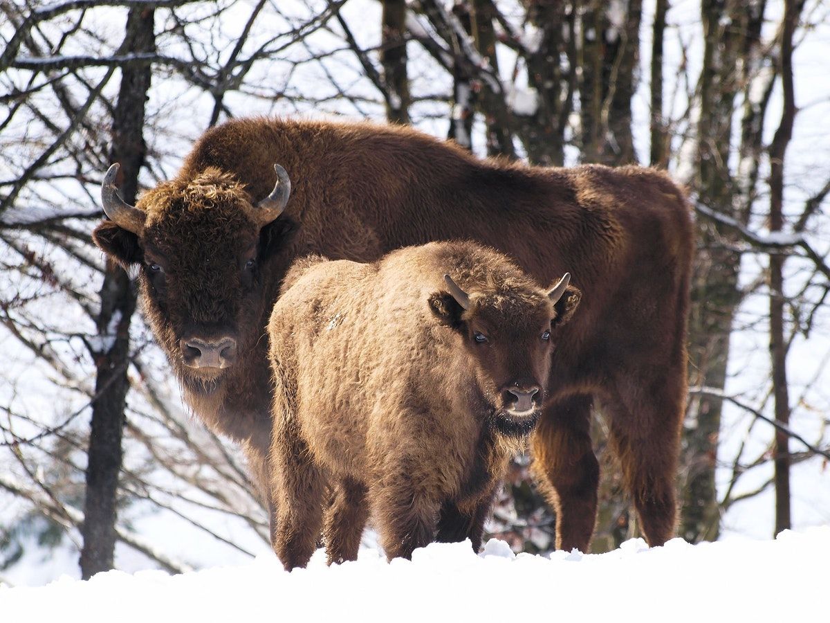 Wild Bison & Rare Bumblebees