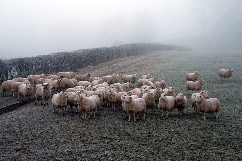 Farming Policies & Welsh Uplands
