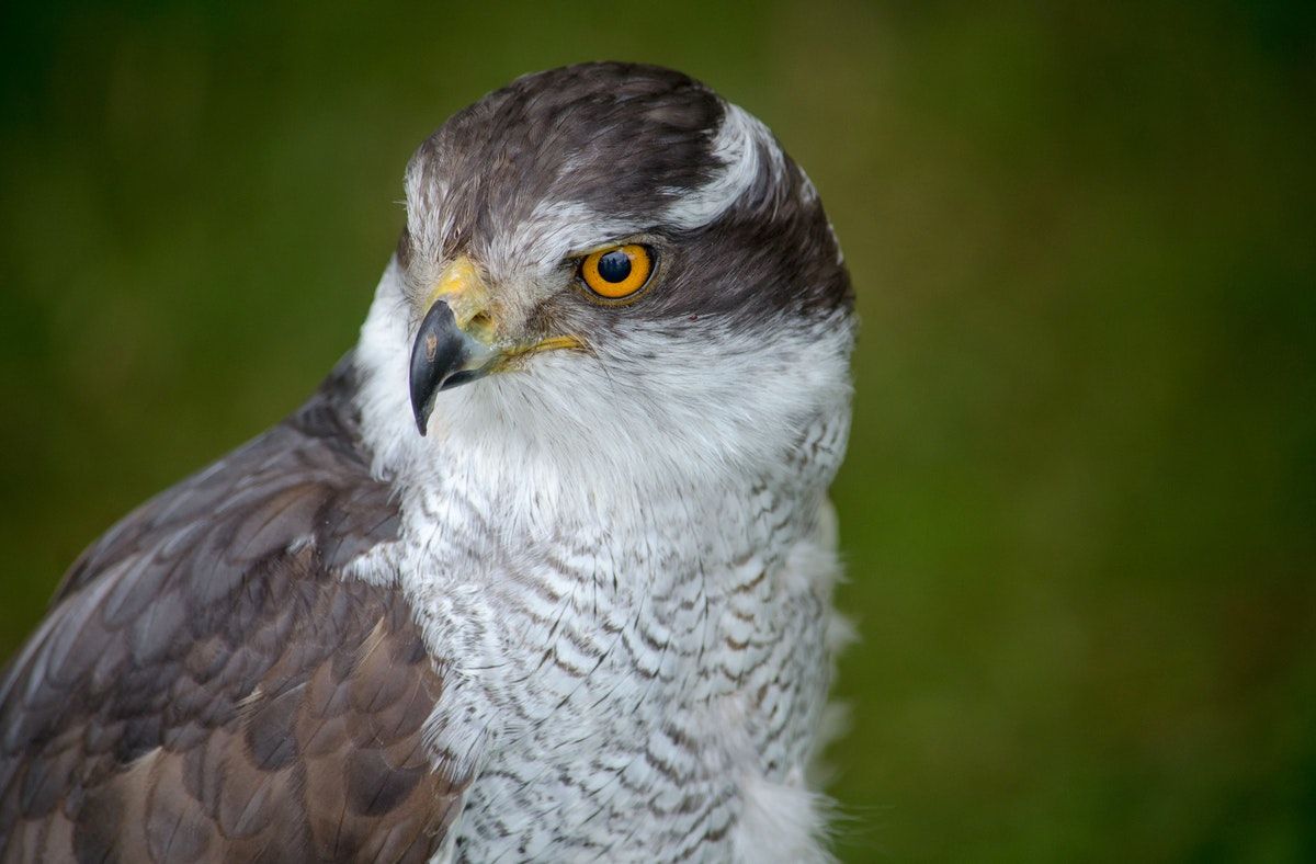 Nature Prescriptions & Goshawk Deaths