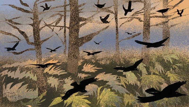 "Sometime in the Neolithic, we discovered the secret of eternal youth for trees."