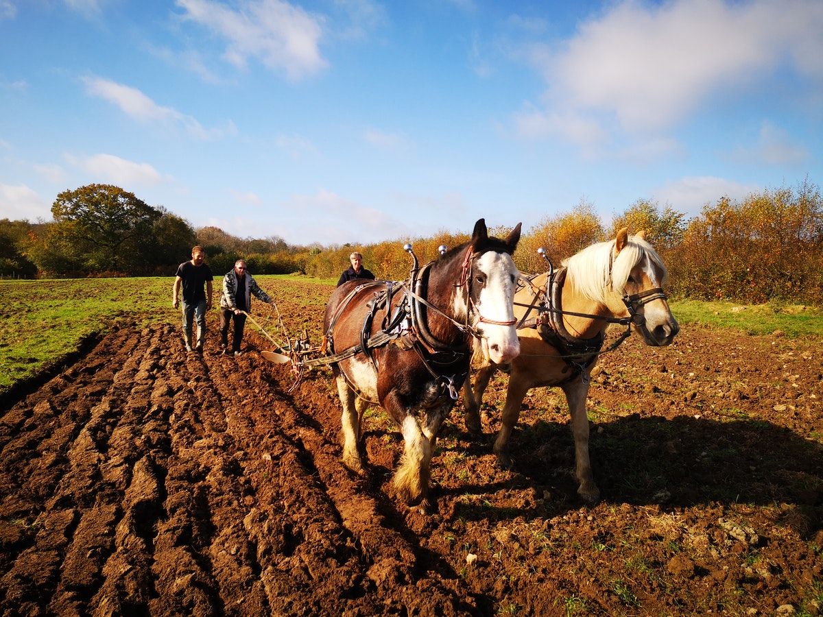 Meet the Paddocks, the farmers still using horse power