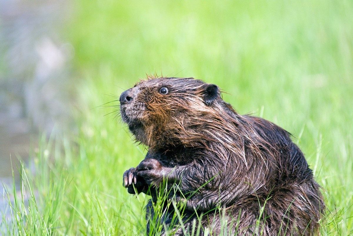 Beaver Freedom & Planning Reform