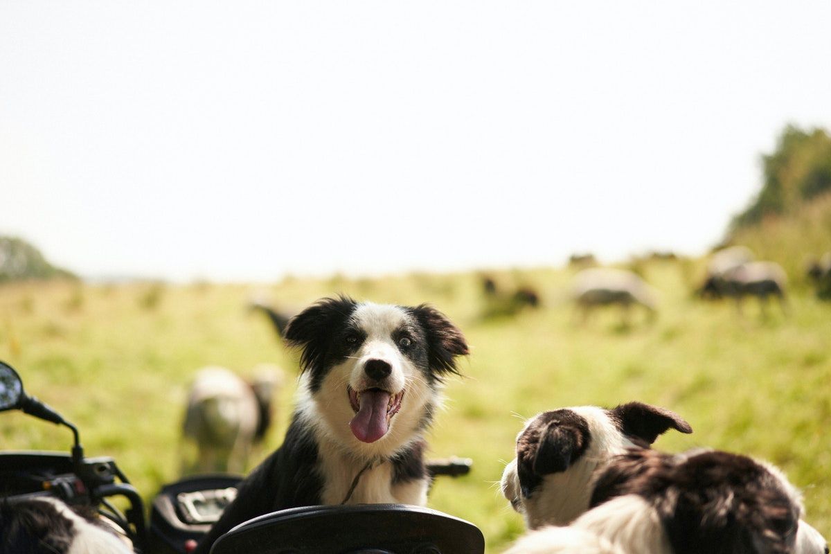 James Rebanks travels through the literature of farming