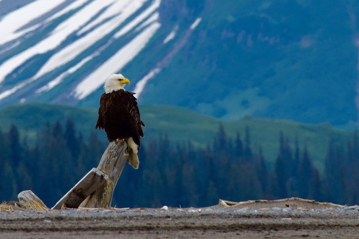 Why the US election matters for nature everywhere