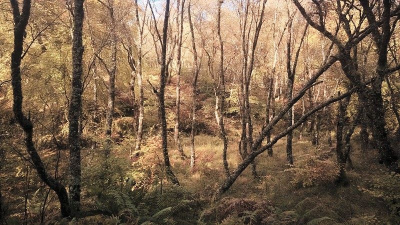 Scottish Rainforest & Eagle Reintroduction