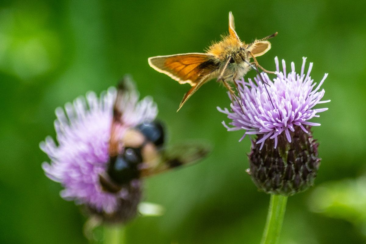 Can citizen science make you happier?