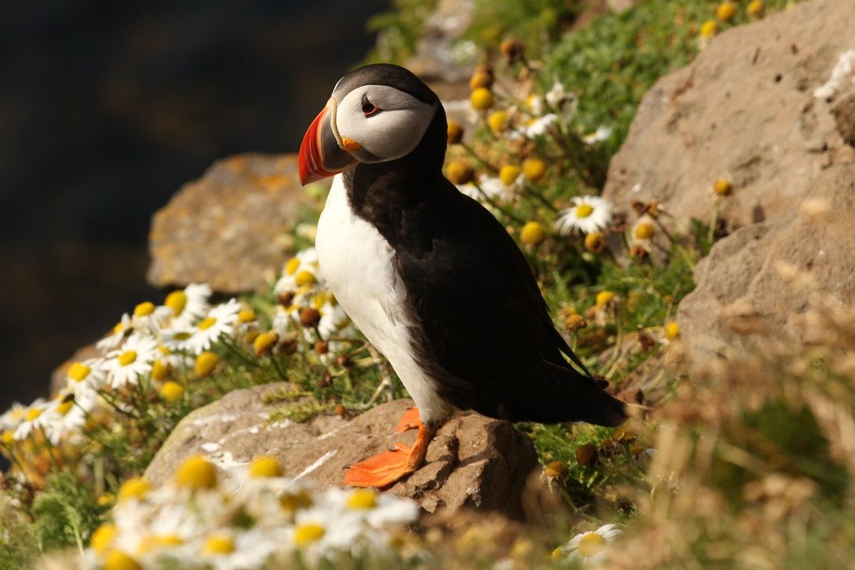 Lead Ammunition & Puffin Populations