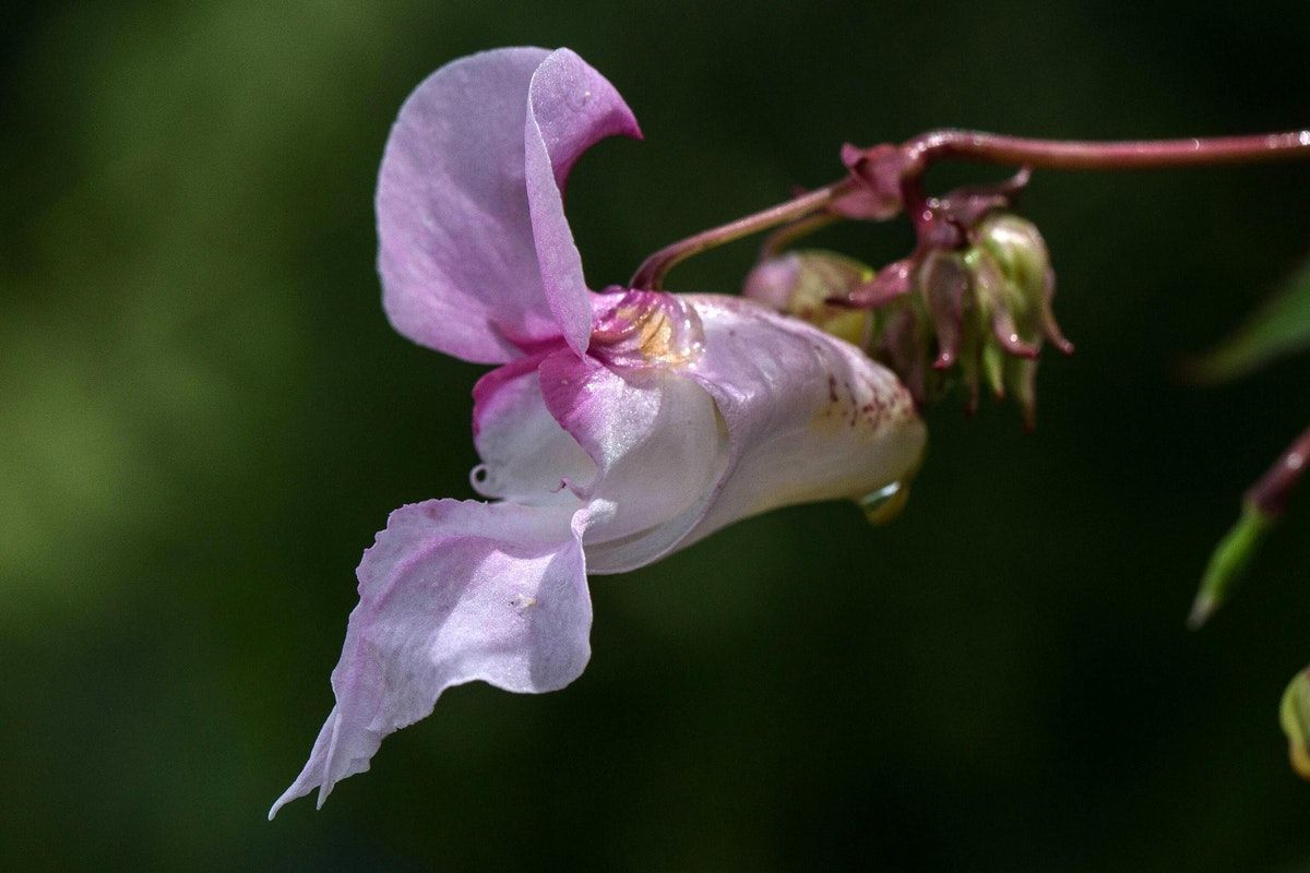 Is it time to rethink the language around 'non-native' species?