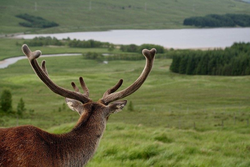 The Queen must rewild Balmoral