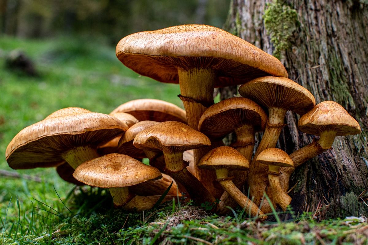 Introducing: Future Land