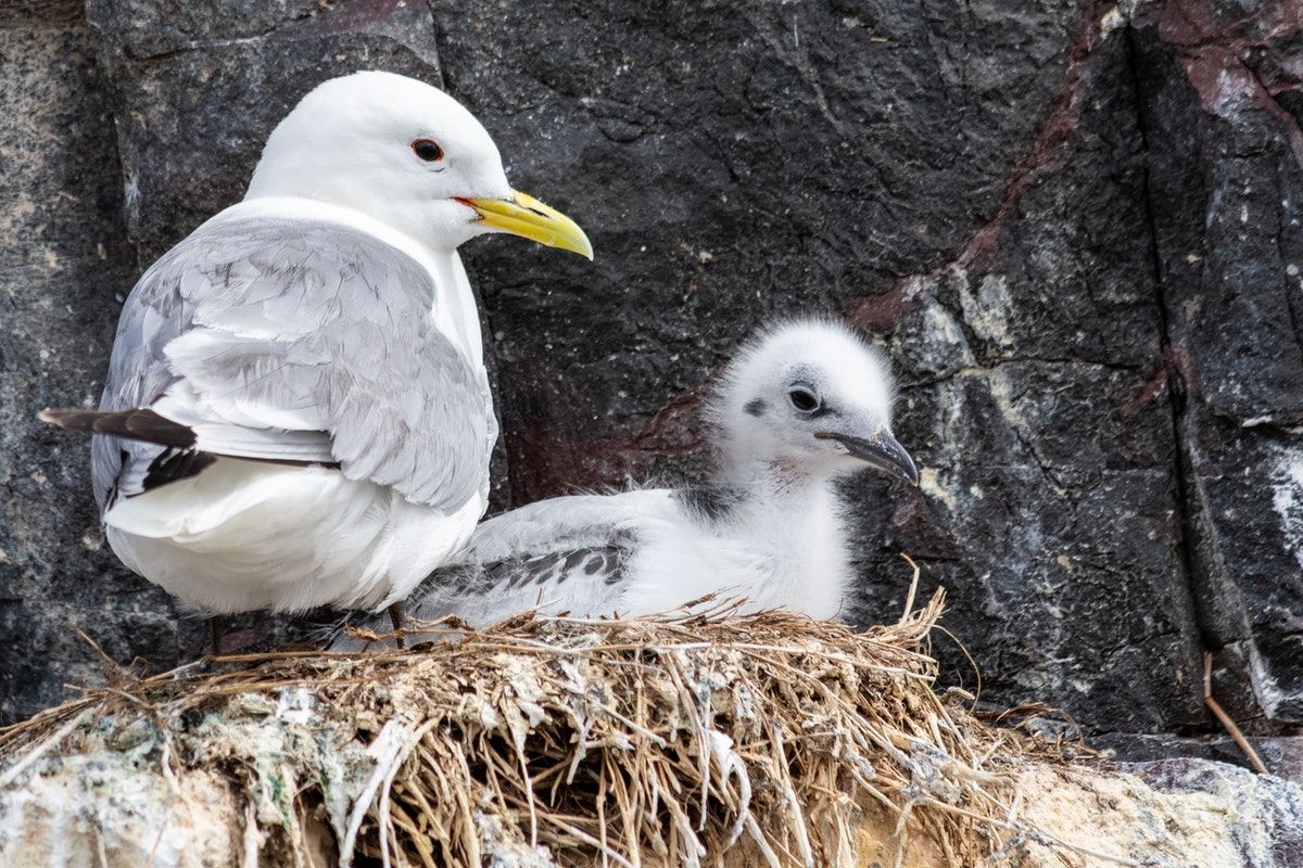 How is climate change affecting British wildlife?