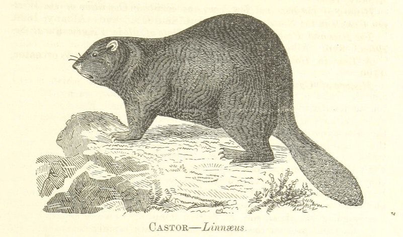 Was Thomas Cromwell the first rewilder?