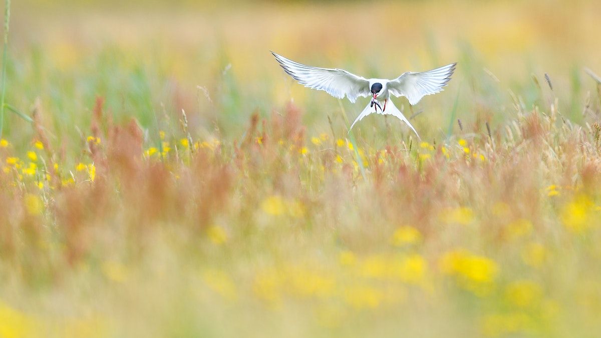 Nature Corps & Vanishing Terns