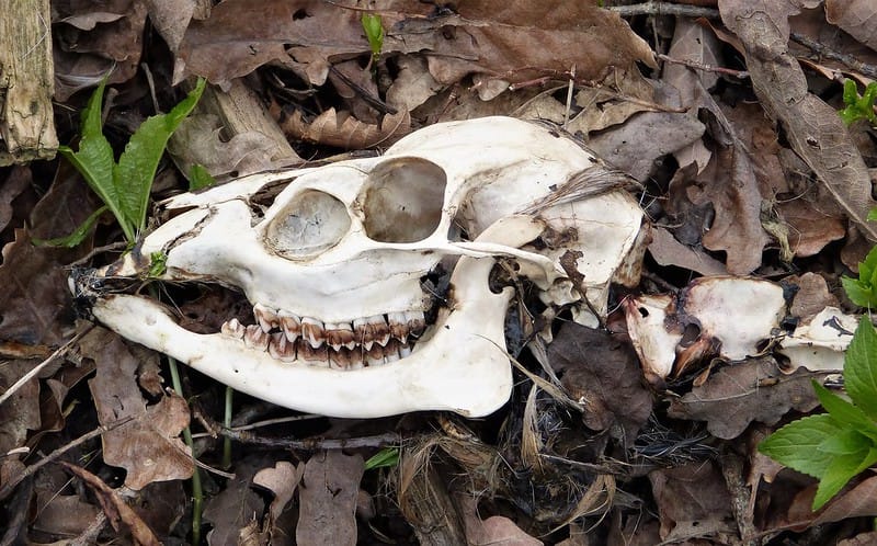 The white skull of a muntjac deer lies among dead leaves.
