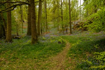 A small path running through a springtime woodland, with bluebells either side.